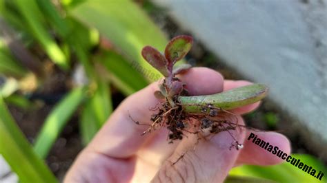 Come Riprodurre Un Albero Di Giada Con Una Foglia Pianta Succulenta