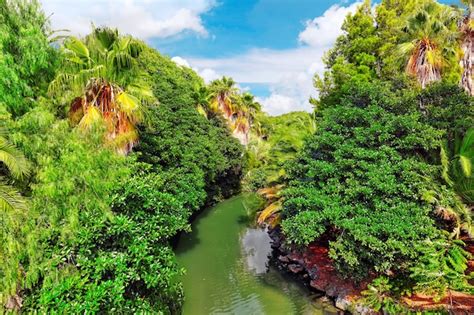 Premium Photo Beautiful Landscape Of Humid Tropical Jungle