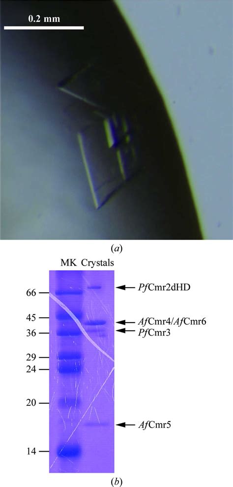 Iucr Crystallization And Preliminary X Ray Diffraction Analysis Of