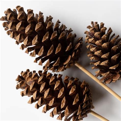 Loblolly Pine Cone