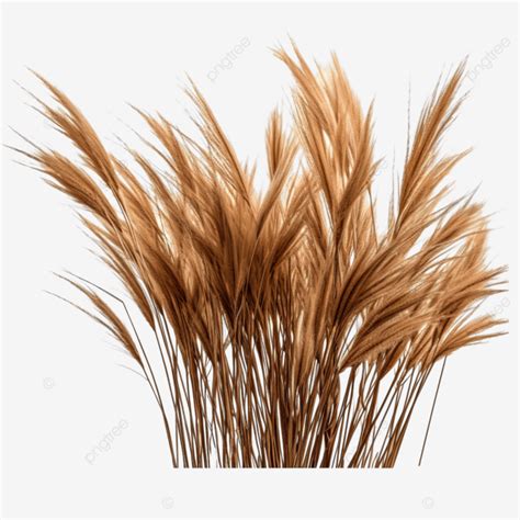 Brown Grass Png Brown Grass Grass Png Grass PNG Transparent Image