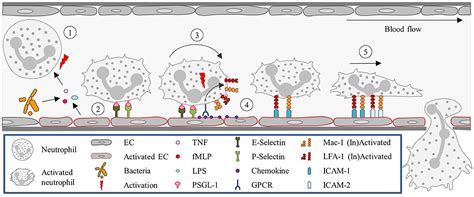 Frontiers Organ Specific Mechanisms Of Transendothelial Neutrophil