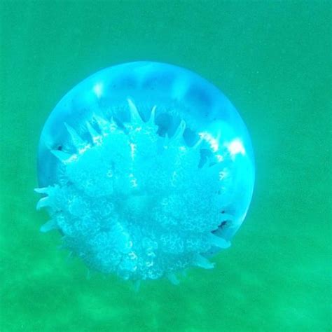 Buy Blue Cannonball Jellyfish Online