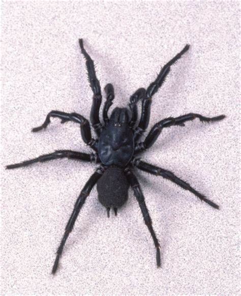 5 Most Poisonous Spiders In The World And Their Colours You Should Know