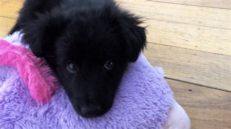 German Shepherd Border Collie Lab Mix