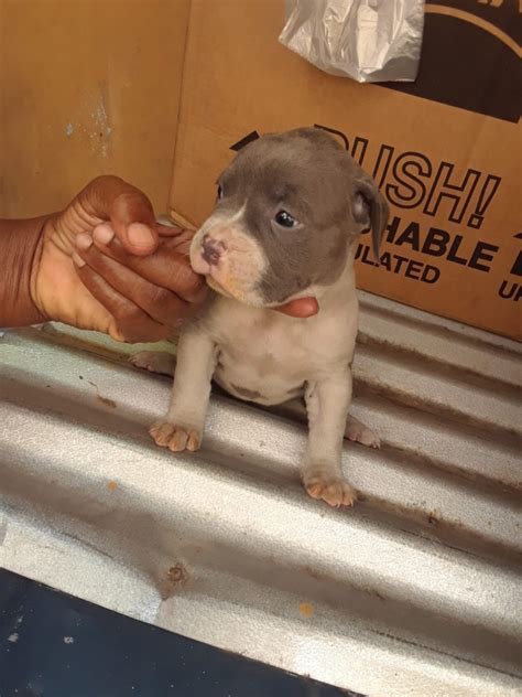 Pitbull Bulldog Puppies for sale in Sta Andrew Kingston St Andrew - Dogs