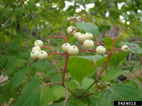 Arkansas Tree Database - Roughleaf Dogwood