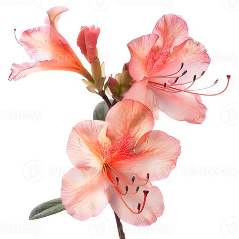 when does azalea flower 8