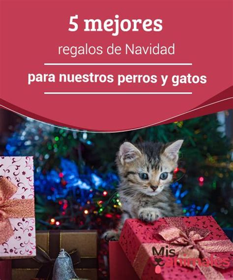 5 Mejores Regalos De Navidad Para Nuestros Perros Y Gatos Gatos