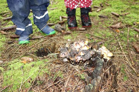 Waldausflug Mit Den Vorschulkindern Kinderg Rten Korntal