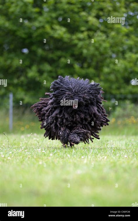 Puli Stock Photo Royalty Free Image 50545620 Alamy