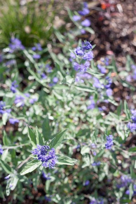 Herbaceous Plants Caryopteris Dark Knight Called Bluebeards Shrub With