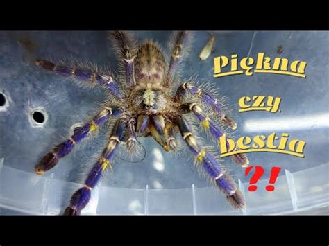 Poecilotheria metallica Najpiękniejszy ptasznik Podstawy hodowli