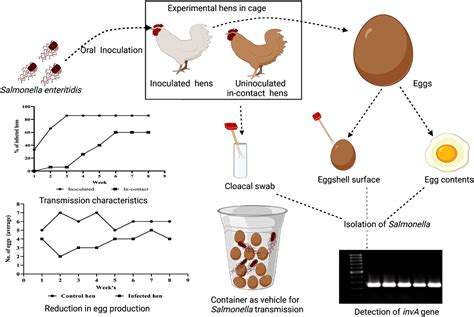 Assessment Of Foodborne Transmission Of Salmonella Enteritidis In Hens