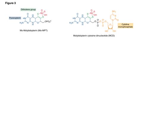 Forms Of The Molybdenum Cofactor Present In Enzymes Of The Xanthine