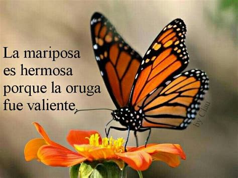 Imagen De Mariposas Volando Con Frases Una Hermosa Inspiraci N Sithuoth