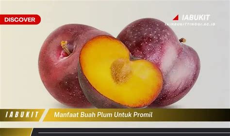 Kamu Wajib Tahu Manfaat Buah Plum Untuk Promil Yang Jarang Diketahui