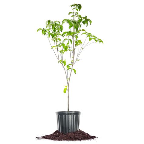 Perfect Plants Red Dogwood Tree 5 Gallon - Walmart.com