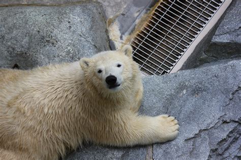 ホッキョクグマ フブキ写真集制作・販売 男鹿水族館gao