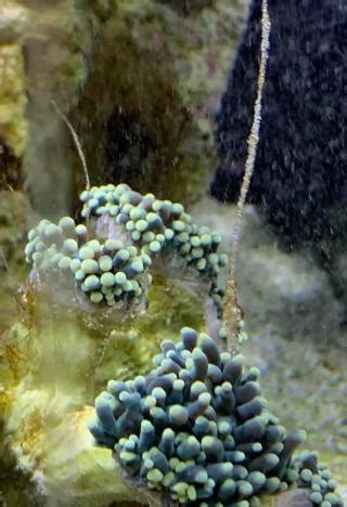 Top 5 Most Common Problems in a Reef Tank - ATI North America