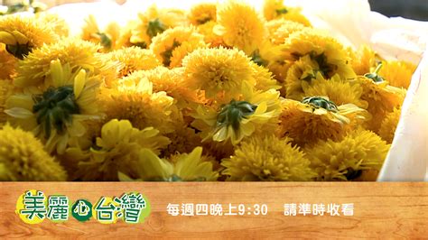 【屏東高樹】銀行行員 熱帶種植馴化有機黃杭菊 有機無毒｜美麗心台灣146下預告 新唐人亞太電視台