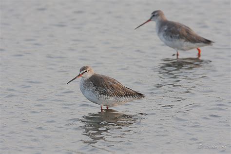 Spotted Redshank – Birds of Singapore