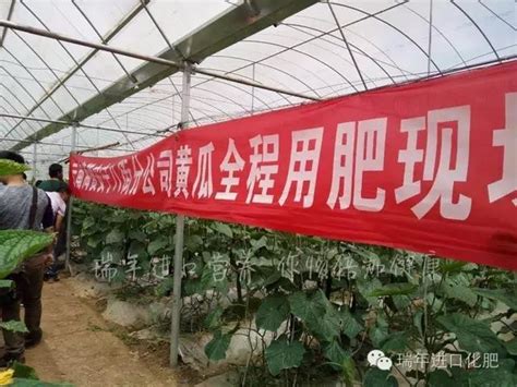 绿力套餐展神奇 黄瓜产量节节高 瑞年进口营养 作物倍加健康 杭州瑞年贸易有限公司