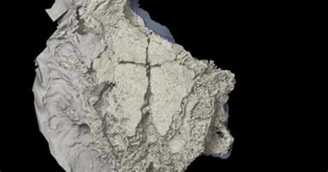 Ancient fish forces rethink how sharks evolved to be expert swimmers