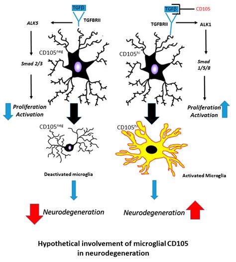 Cells Free Full Text Microglial Phenotyping In Neurodegenerative