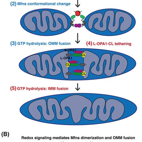 Pdf Mitochondrial Dynamics Overview Of Molecular Mechanisms