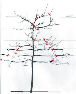 Appelboom Snoeien Hoe Wanneer En Waarom Artofit