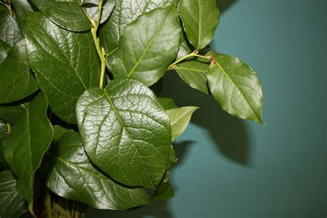 Salal, Lemon Leaf | Cut Floral Greens | Alpha Fern