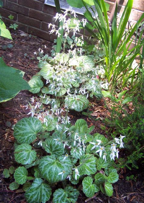 Strawberry Begonia Great As A House Plant Or A Ground Cover The