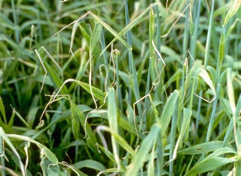 Дефицит меди у растений