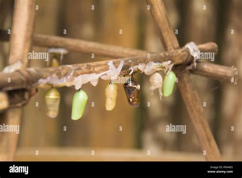 Pupate hi-res stock photography and images - Alamy