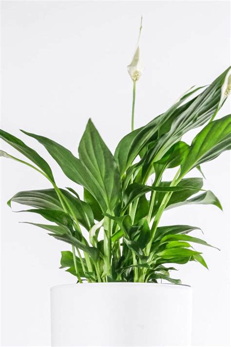 The Most Common Poisonous Houseplants and Their Dangers - 19 Toxic ...