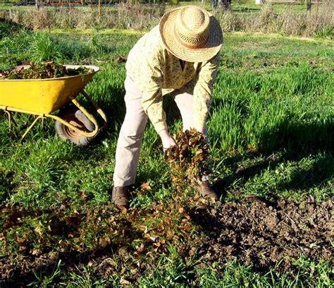 The Sharing Gardens Grass Clippings And Leaves For Fertilizer Mulch