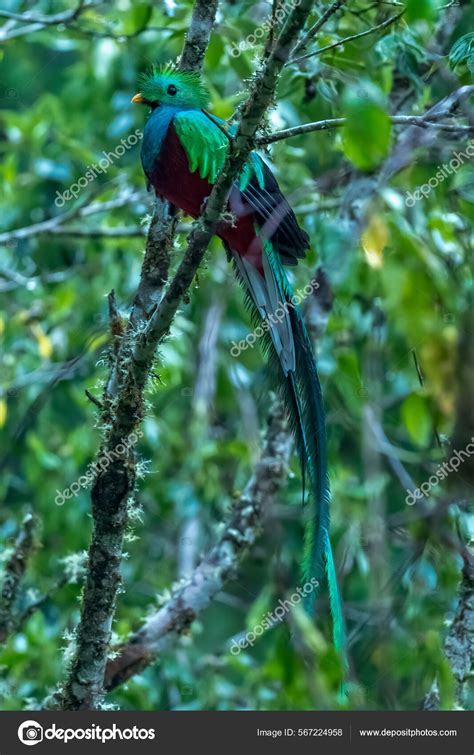 Resplendent Quetzal Pharomachrus Mocinno Savegre Costa Rica Blurred