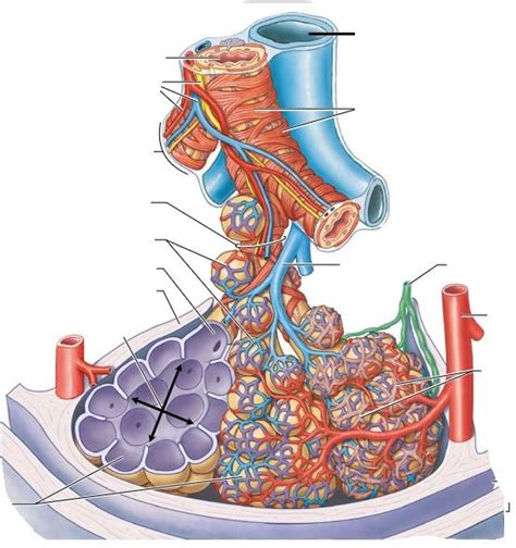 Bronchiole Diagram Quizlet