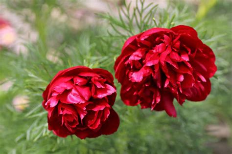 18 Red Peony Varieties You Should Know