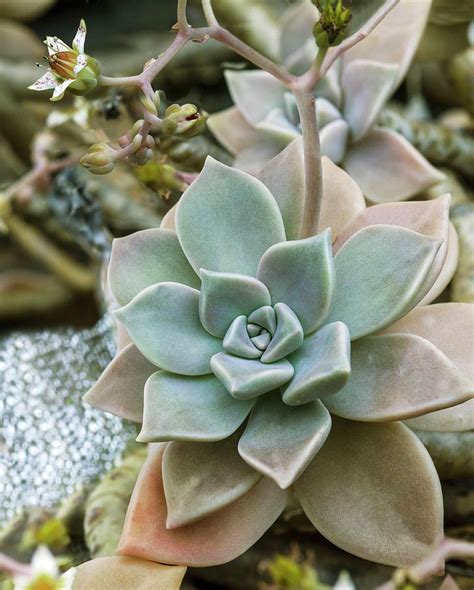 Ghost Plant Graptopetalum Paraguayense By Brian Gadsby Science Photo