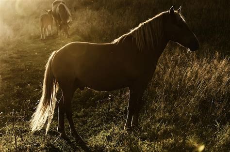 Premium Photo | Magic horse