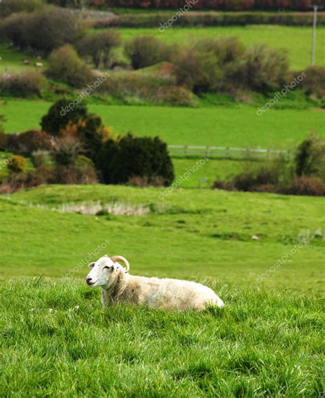 Peaceful Sheep Sitting In An Open Field — Stock Photo © Wingnutdesigns