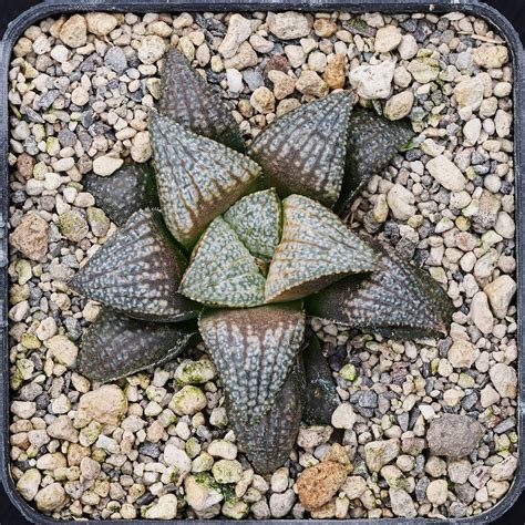 haworthia hybrid   splendens haworthialand