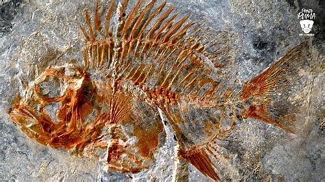 Prehistoric Fish Fossils