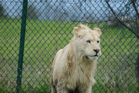 African Lion Safari animals | Lion safari, Safari animals, African lion