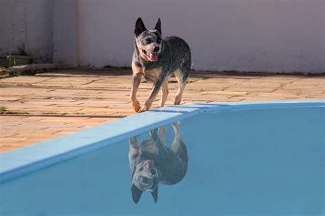 +200 Best Ideas For Australian Cattle Dog Names of 2024