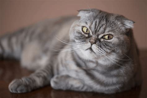 10 Famous Striped Cat Breeds in the World Of 2024