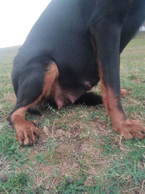 Chien Berger De Beauce Romy Star De Vallauris Des Astucieux