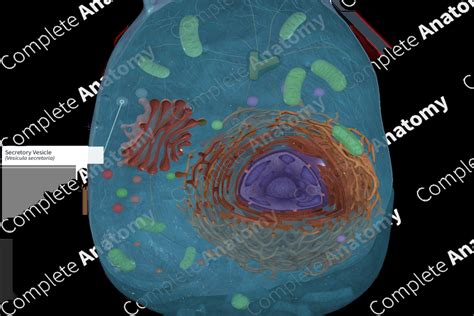 Secretory Vesicle | Complete Anatomy